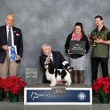 Toy Group: 	GCHS CH Ringo Star Ot Nevskogo Hobbita, Blenheim & Prince Charles English Toy Spaniel